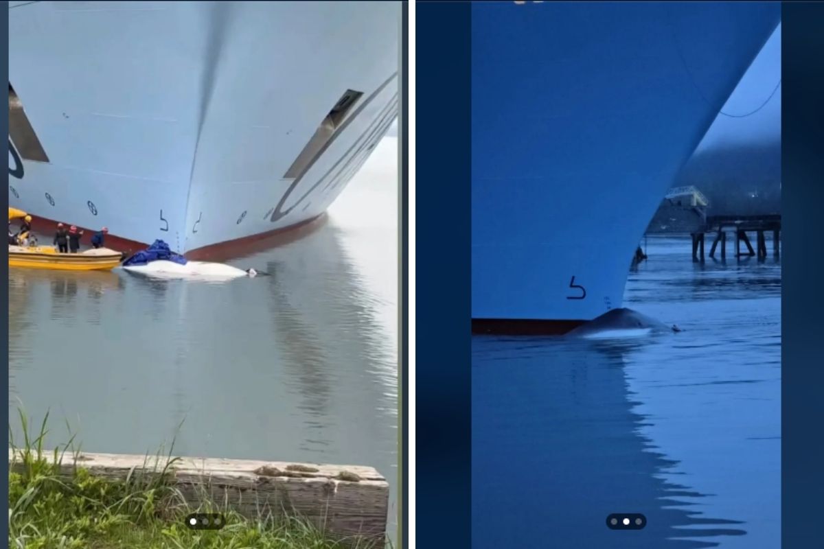 Royal Caribbean Ship Arrives in Seward With Dead Fin Whale on the Bow