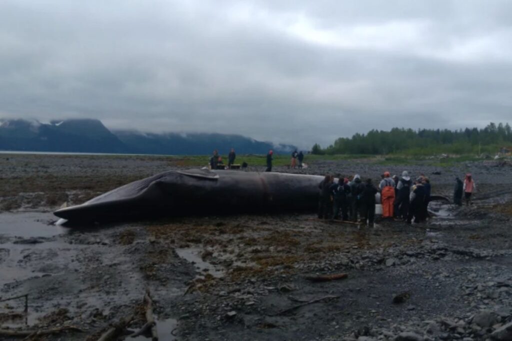 A large dead fin whale lies on a rocky tidal shoreline in Seward, Alaska, during a necropsy examination. A group of marine responders and researchers stand around the whale’s dark body, with cloudy skies, distant mountains, and a tree-lined shoreline forming the background.