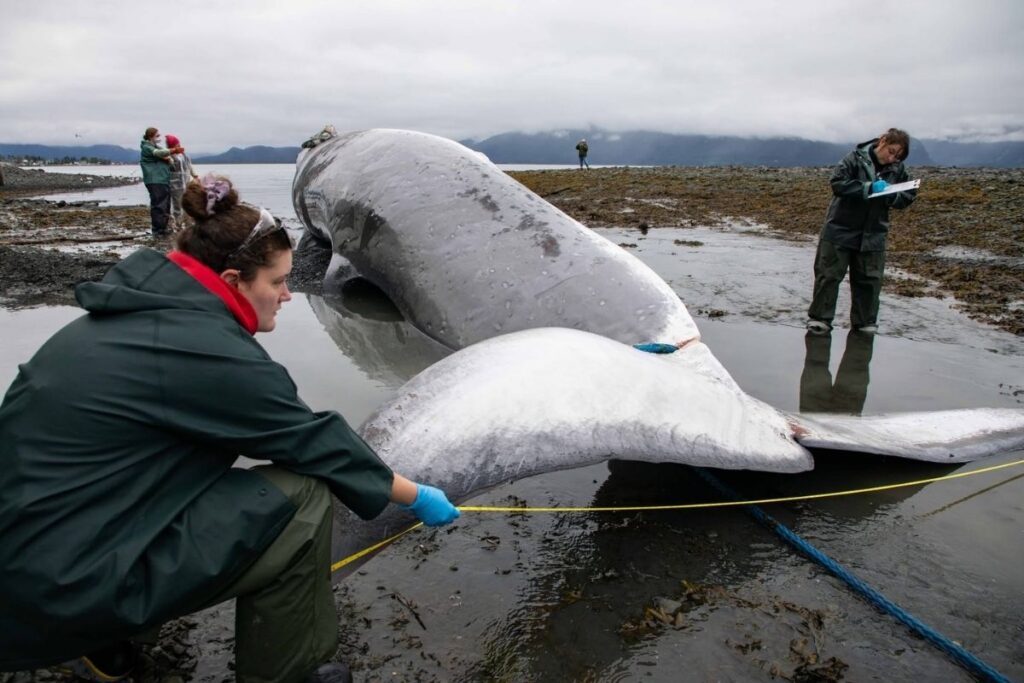 Marine researchers in waterproof gear examine and measure the underside of a dead fin whale on a muddy tidal flat in Seward, Alaska. One researcher kneels near the whale’s tail fluke with a measuring tape, while others stand nearby taking notes and documenting the carcass, with calm water and misty mountains in the distance.