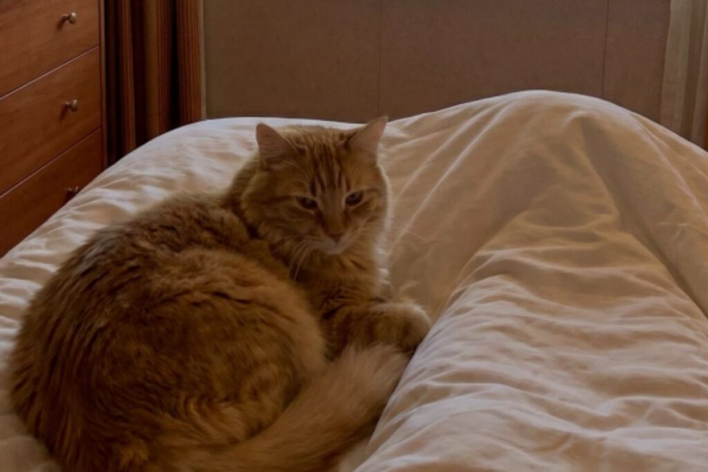 Orange long-haired cat resting on a white bed inside a cruise ship cabin, with wooden furniture and soft natural light around it.