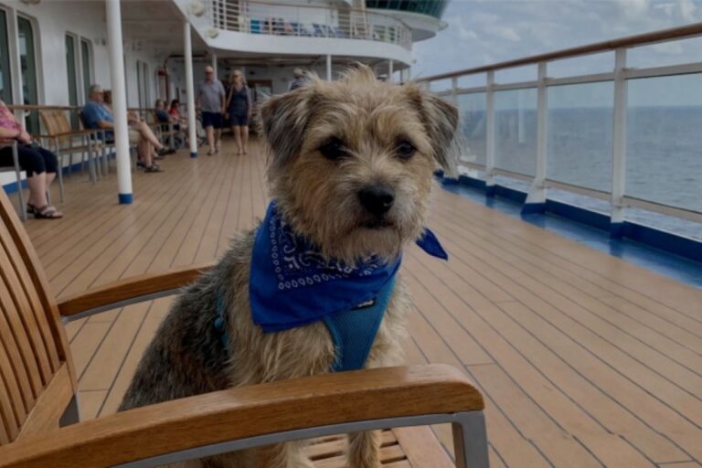 Small scruffy dog wearing a blue bandana and harness while sitting on a chair on an outdoor cruise ship deck, with the ocean and passengers in the background.