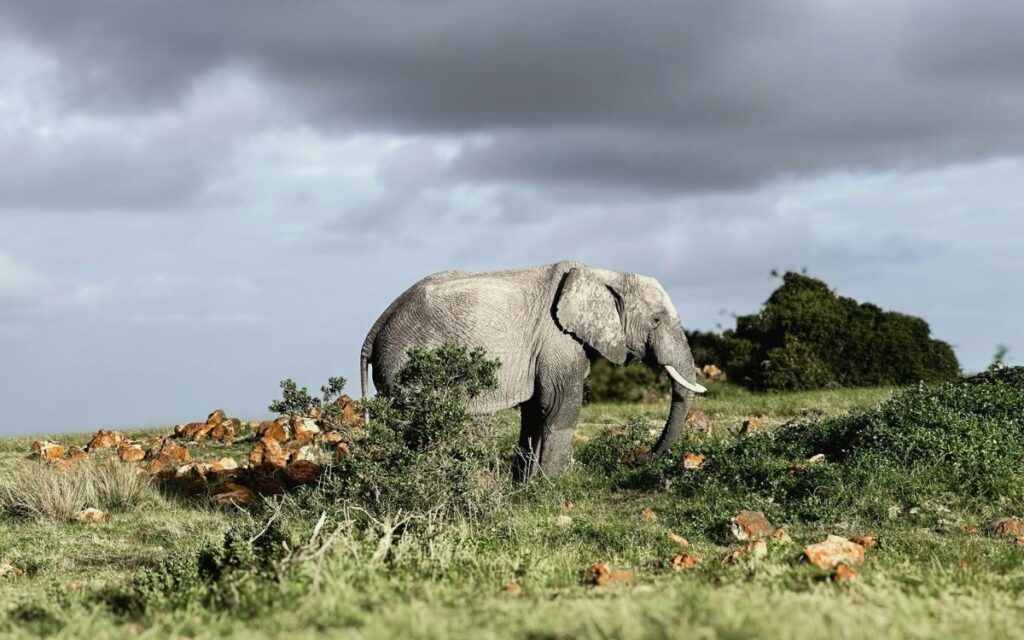 An elephant walking through grassy bushland at Gondwana Game Reserve near Mossel Bay, South Africa, under dark cloudy skies.