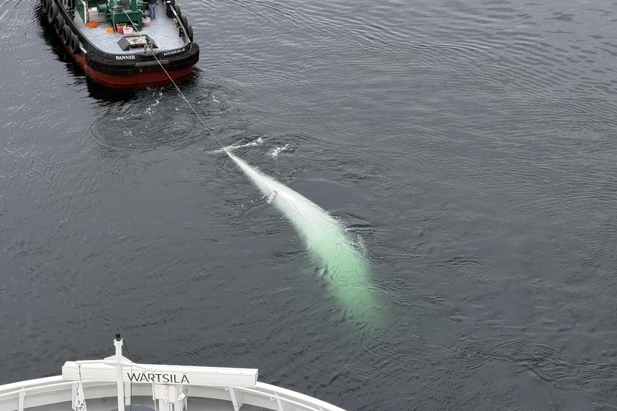Another Cruise Ship Has Arrived in Alaska With a Dead Whale on Its Bow