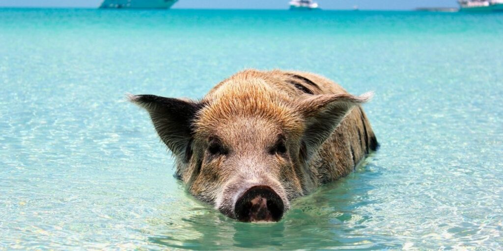 A brown pig, in the Bahamas, with coarse fur wades in crystal clear turquoise water under a bright blue sky. Boats float in the distance, highlighting the tropical beach setting.