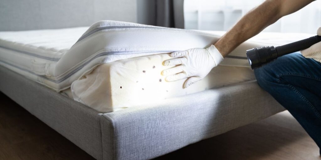 A person wearing gloves lifts a mattress corner and shines a flashlight on several visible bedbugs along the edge, inspecting for an infestation.
