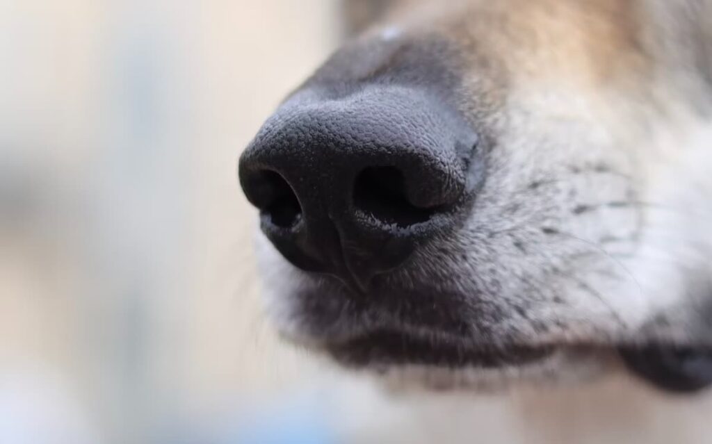 Close-up of a dog's nose, highlighting the use of trained canines for detecting prohibited substances during cruise ship screenings.