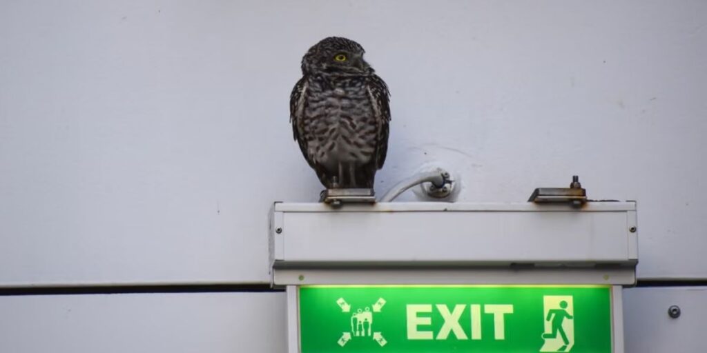 Burrowing owl perched above a green illuminated EXIT sign inside a Royal Caribbean cruise ship, highlighting the bird’s unexpected presence onboard.