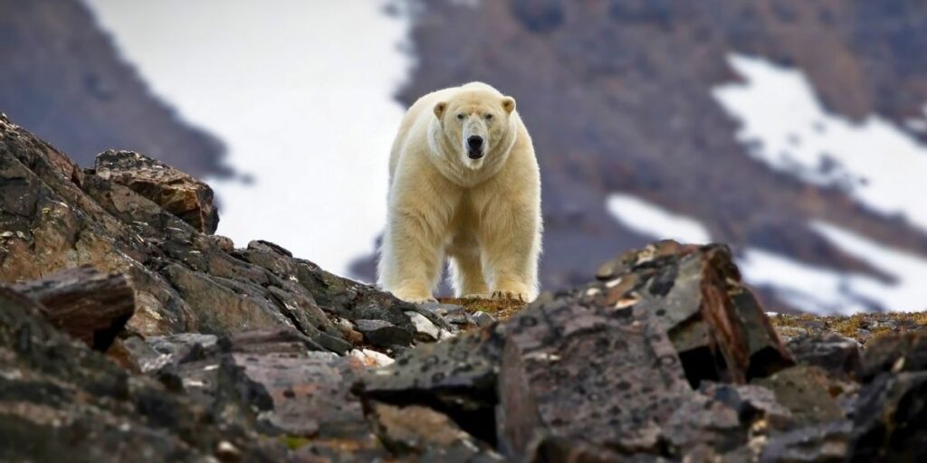 A polar bear stands alert on a rocky slope in Svalbard, with patches of snow and a blurred mountain backdrop highlighting the stark, rugged Arctic terrain. The bear’s white fur contrasts sharply with the dark stones around it.