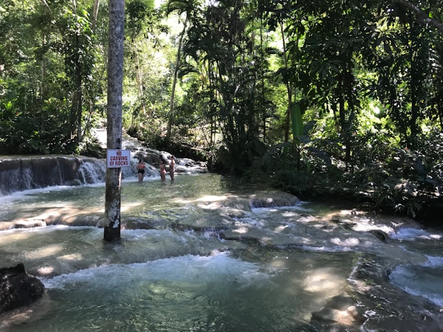 Shallow river with small waterfalls, known as Dunn's River Falls in Ocho Rios Jamaica, flowing through a lush tropical forest, with a few people wading in the water near the cascades.