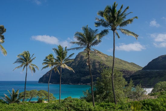 Palm trees overlooking turquoise ocean water with green cliffs and a rocky coastline in the background.
