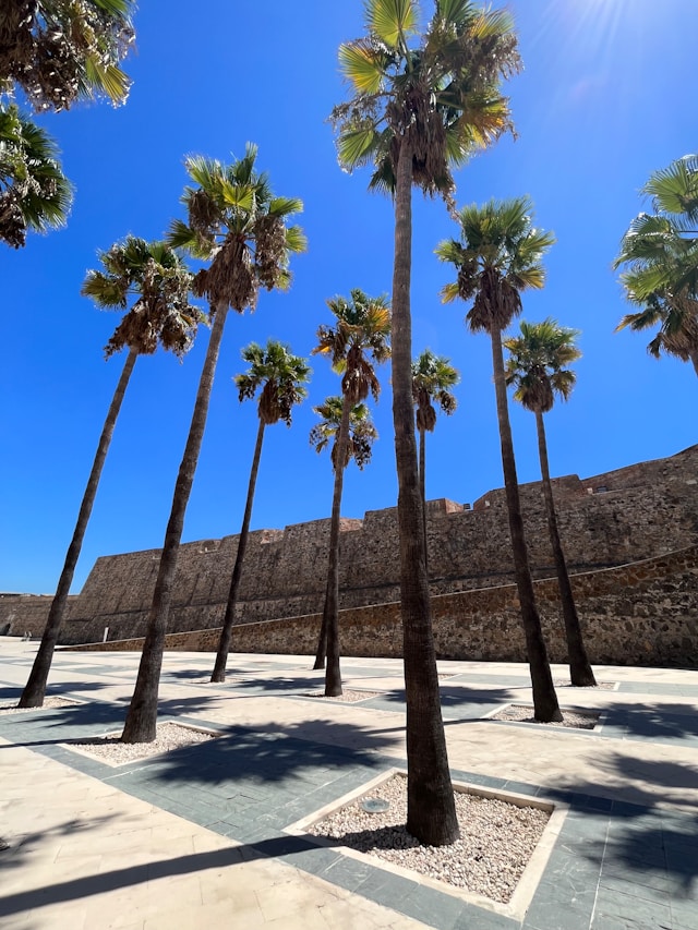 Tall palm trees in a sunny courtyard beside a historic stone fortress wall under a bright blue sky in Ceuta, Spain