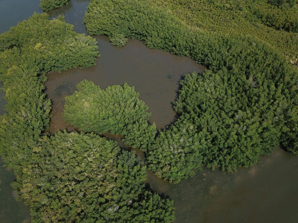 Aerial view of Florida Gulf Coast mangroves and wetlands near the Tampa Bay region.