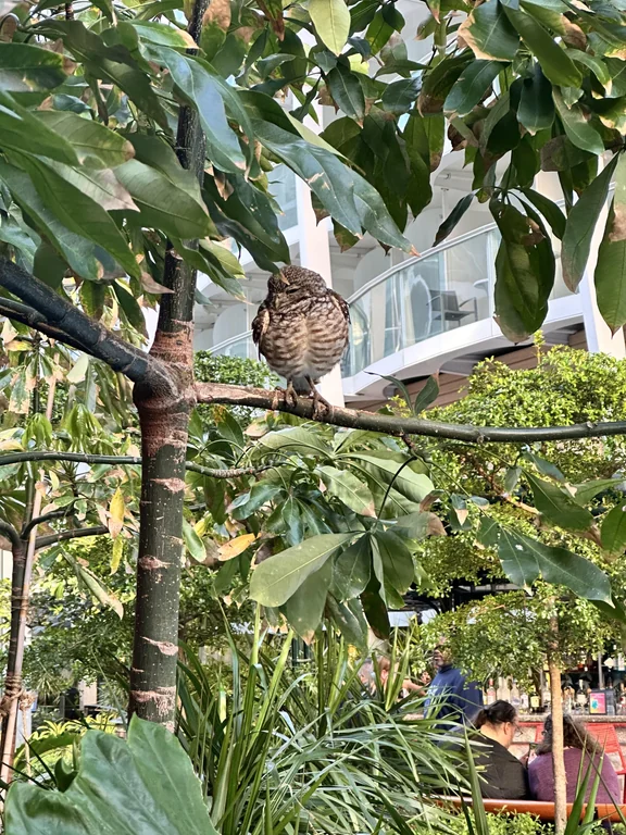 Owl on Royal Caribbean in Central Park
